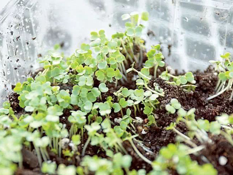 便攜式植物營(yíng)養(yǎng)測(cè)定儀有什么用