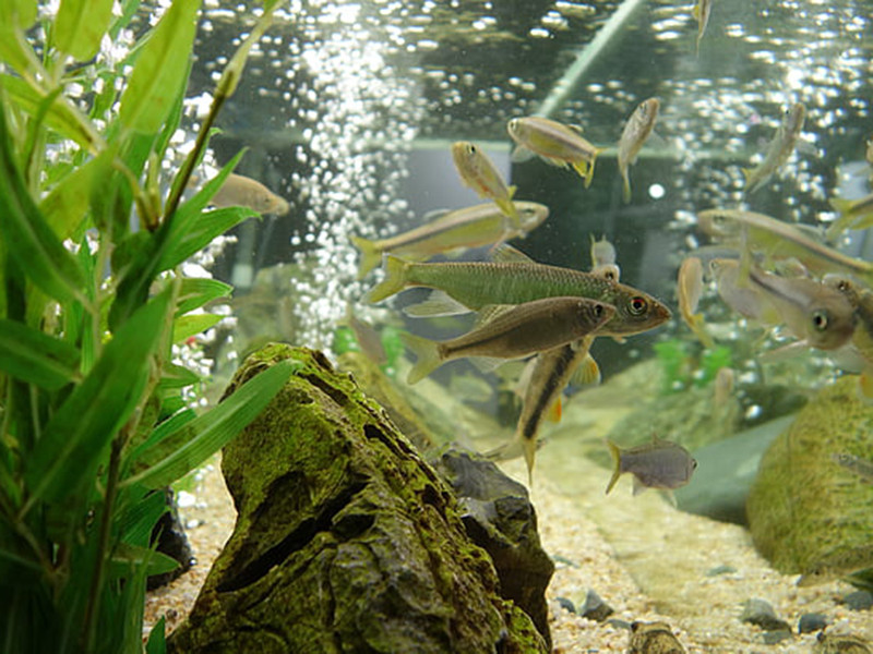 養魚水質不好怎么辦