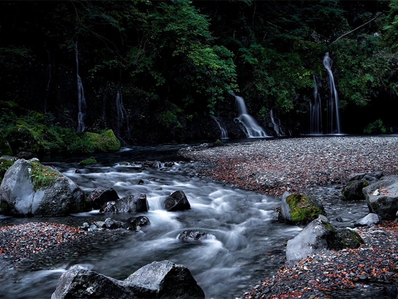 水質生物毒性檢測儀作用