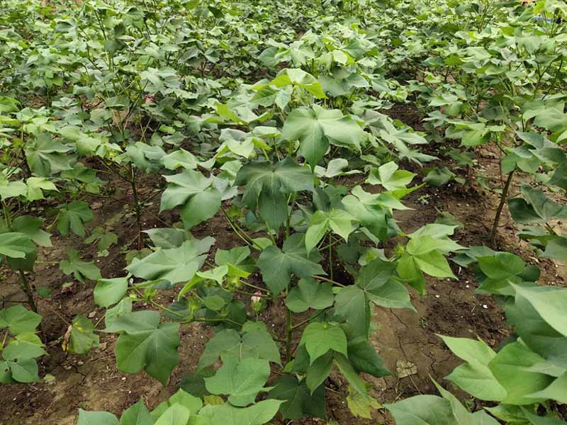 土壤有機質測定方法(土壤有機質測定價格)