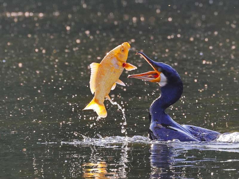 水產(chǎn)養(yǎng)殖常規(guī)水質(zhì)指標(biāo)的作用（水產(chǎn)養(yǎng)殖常規(guī)水質(zhì)指標(biāo)的標(biāo)準(zhǔn)）