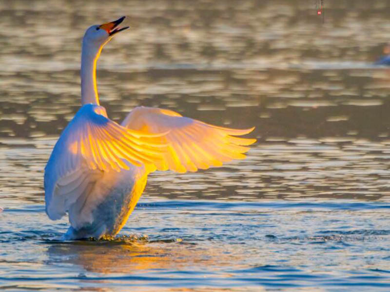 水產養殖水質檢測儀有哪幾種（水產養殖水質檢測儀可以測哪些項目）