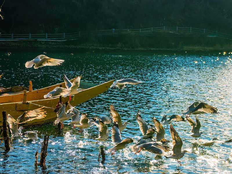 磷酸鹽在水產養殖中的作用