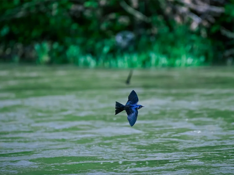池塘氨氮的來源（池塘氨氮超標(biāo)治理技術(shù)方案?）