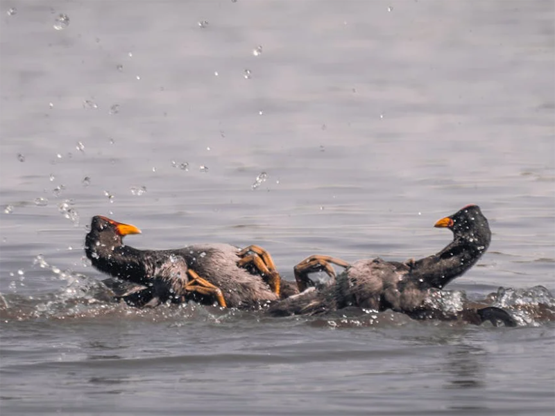 水質在線自動監測儀的主要功能（水質在線自動監測儀的技術特點）