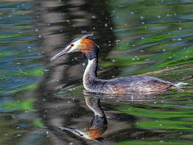 水中藍綠藻是什么（藍綠藻的危害與應對措施）