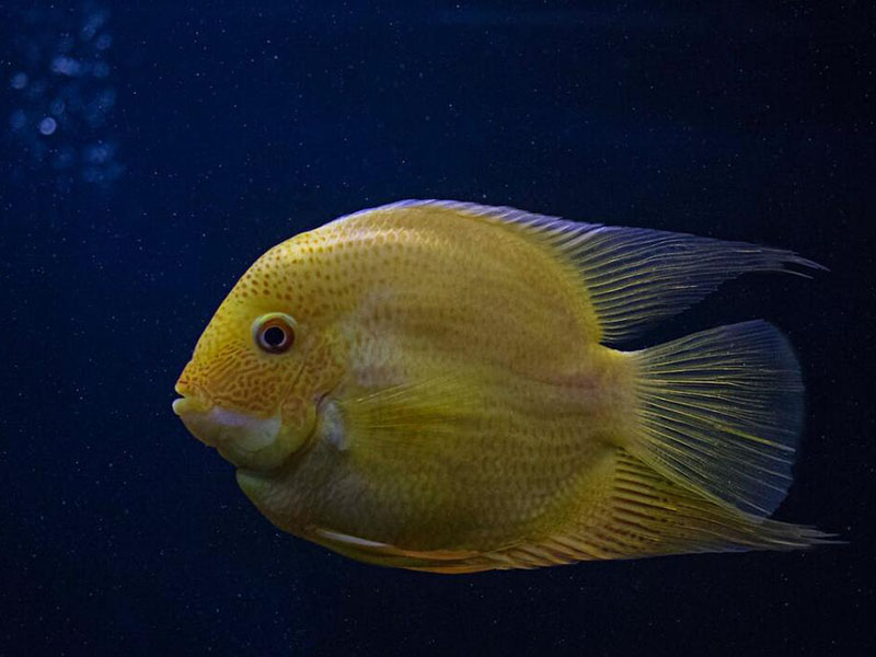 我國農獸藥殘留限量有哪些（禁限用農藥、禁停用獸藥有哪些）