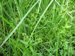 淺耕對土壤水分和養分含量的影響