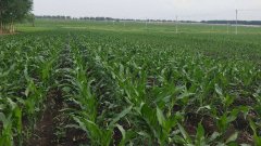 測土儀能彌補莊稼的不足嗎?