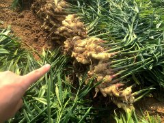 高智能土壤分析儀緩解各地區施肥需求