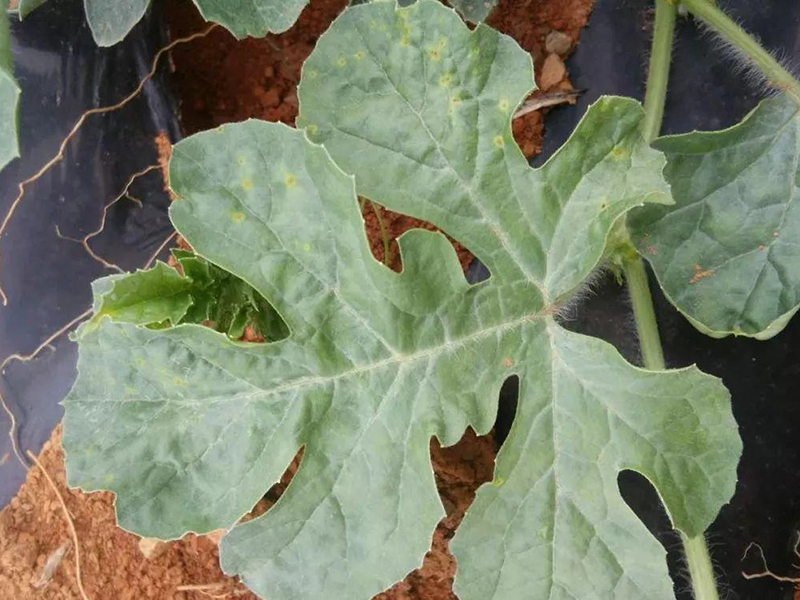 葉面積測(cè)試儀