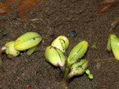 種子發芽箱廠家哪家好？