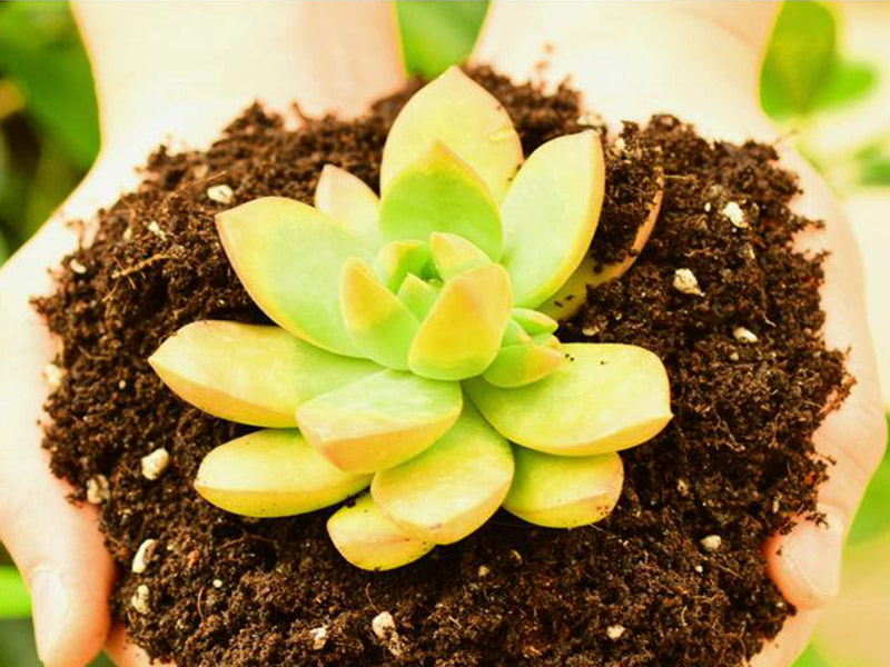 植物營養測定儀的重要性 6.jpg