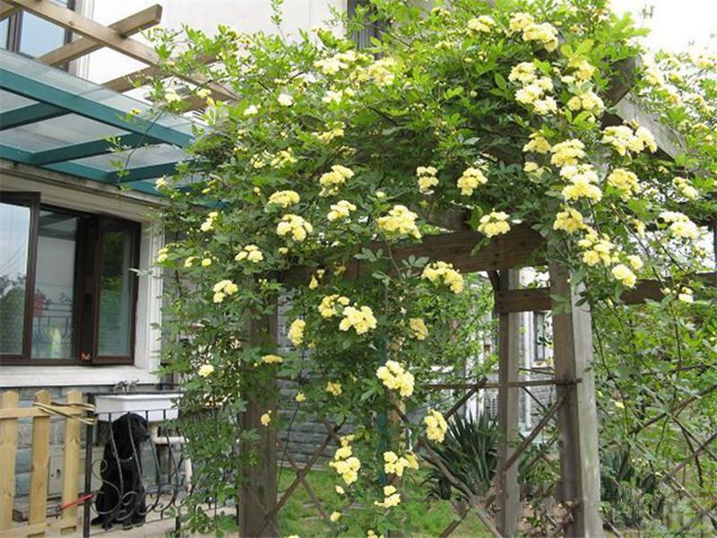 夏季在院子里種這種花，不僅好看還能驅蚊