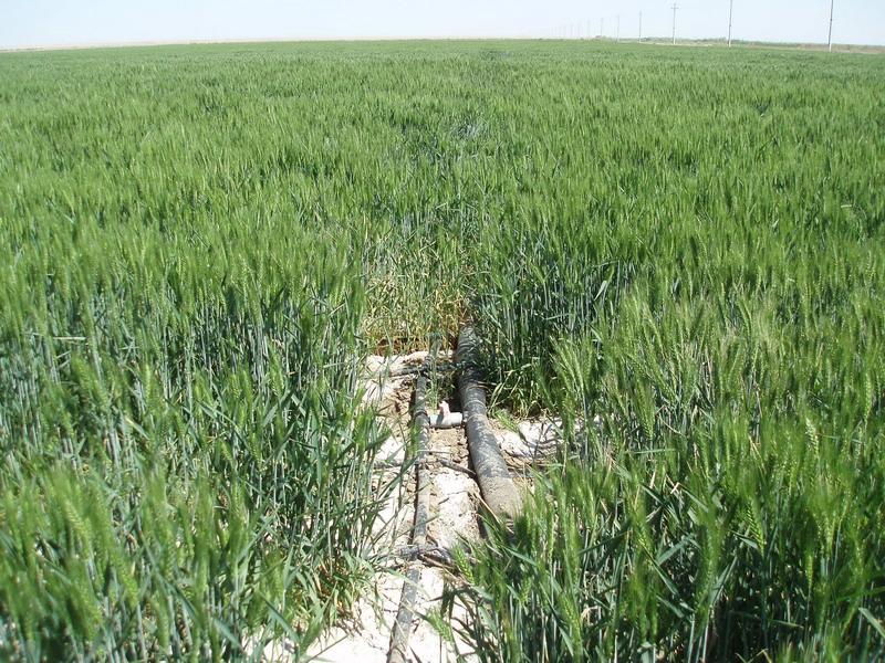 土壤鹽分速測儀，預防鹽堿地